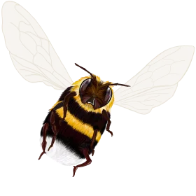 Realistic Bumblebee Clipart with Detailed Fuzzy Texture and Delicate Wings