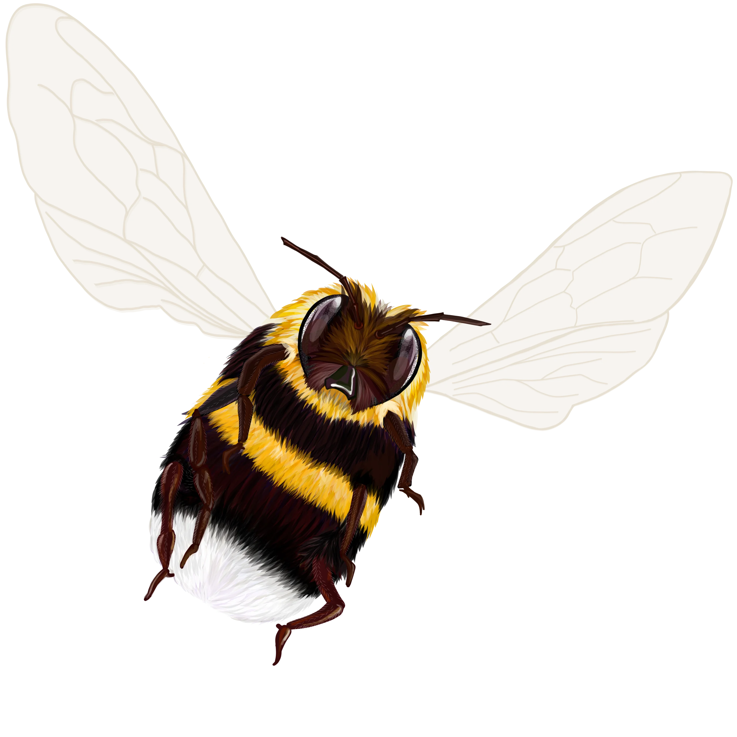 Realistic Bumblebee Clipart with Detailed Fuzzy Texture and Delicate Wings