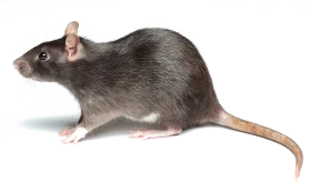 Realistic Gray Laboratory Rat Clipart Illustration on White Background