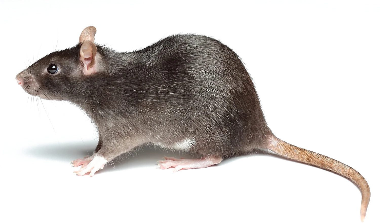 Realistic Gray Laboratory Rat Clipart Illustration on White Background