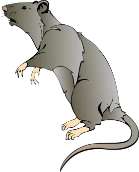 Realistic Gray Rat Clipart Illustration with Detailed Anatomical Features
