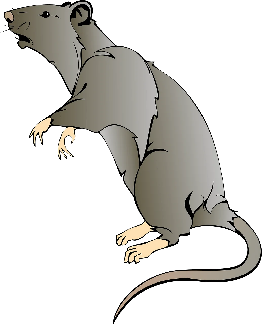 Realistic Gray Rat Clipart Illustration with Detailed Anatomical Features