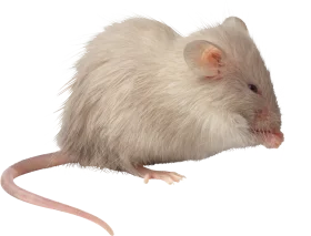 Soft-Furred White Laboratory Mouse Realistic Detailed Clipart Illustration