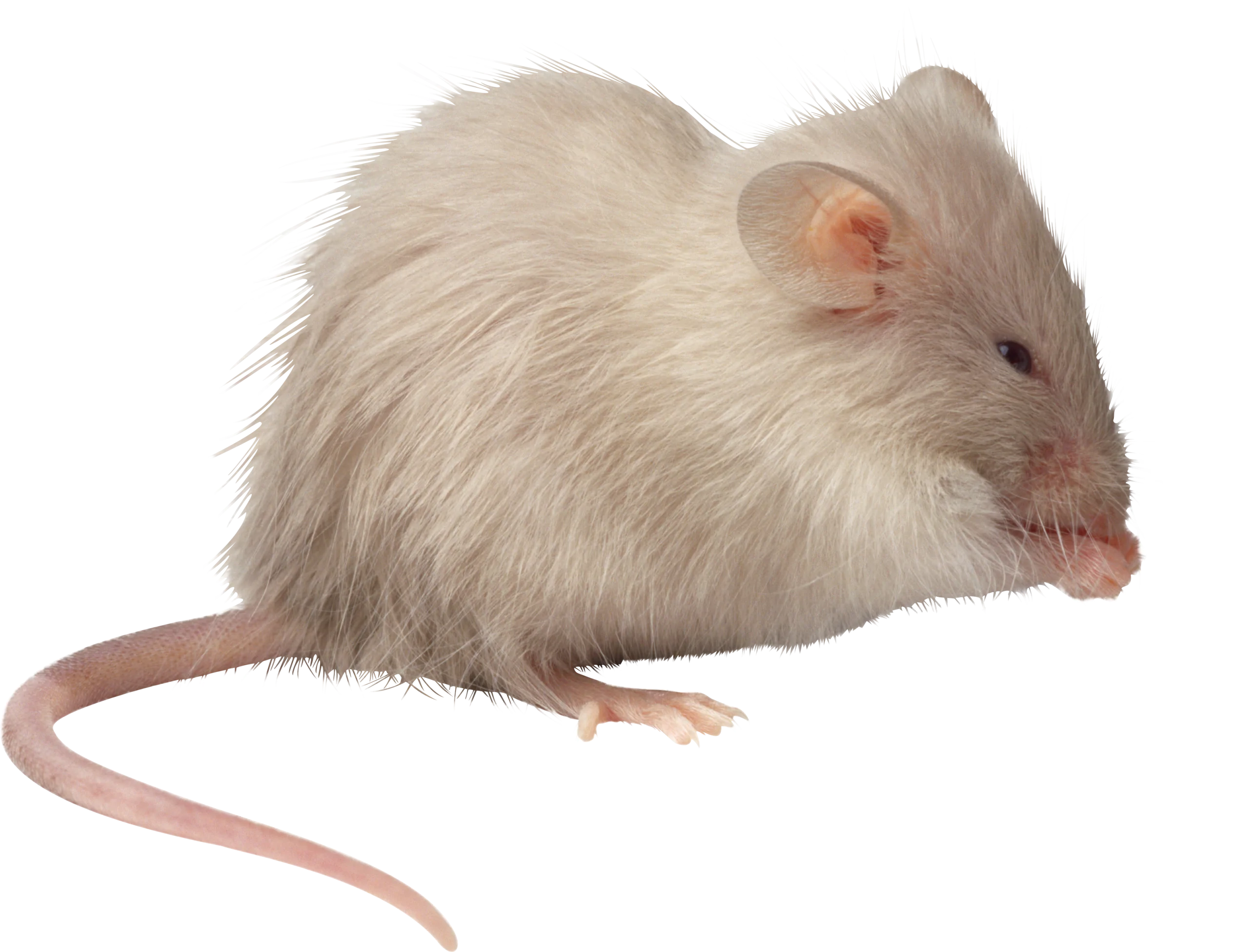 Soft-Furred White Laboratory Mouse Realistic Detailed Clipart Illustration