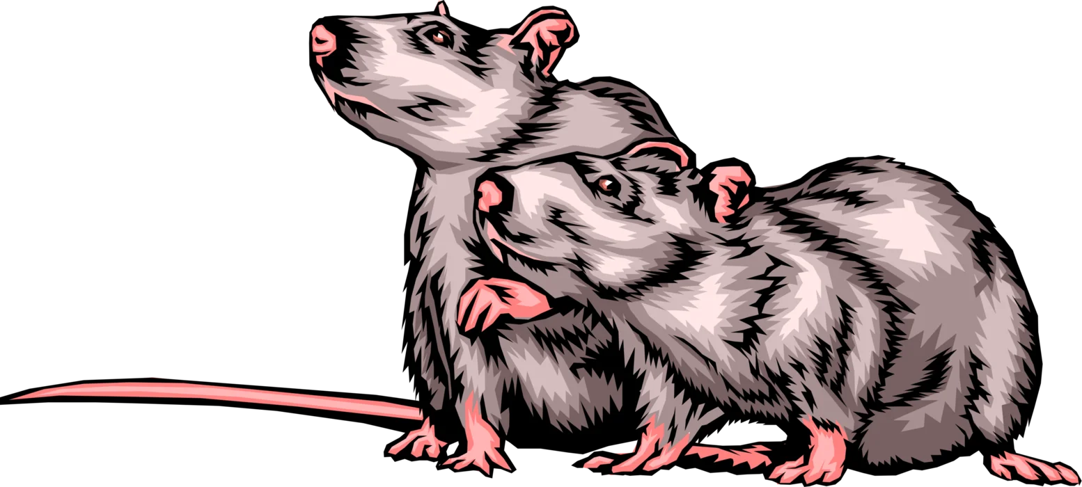 Vintage Monochrome Rodent Companions Artistic Rat Clipart Illustration