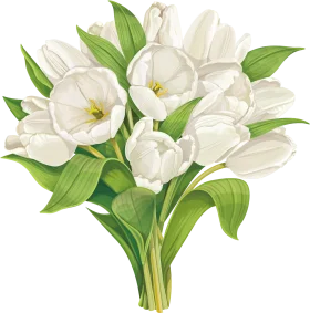 Elegant White Tulip Bouquet Clipart - Soft Botanical Illustration with Pristine Petals