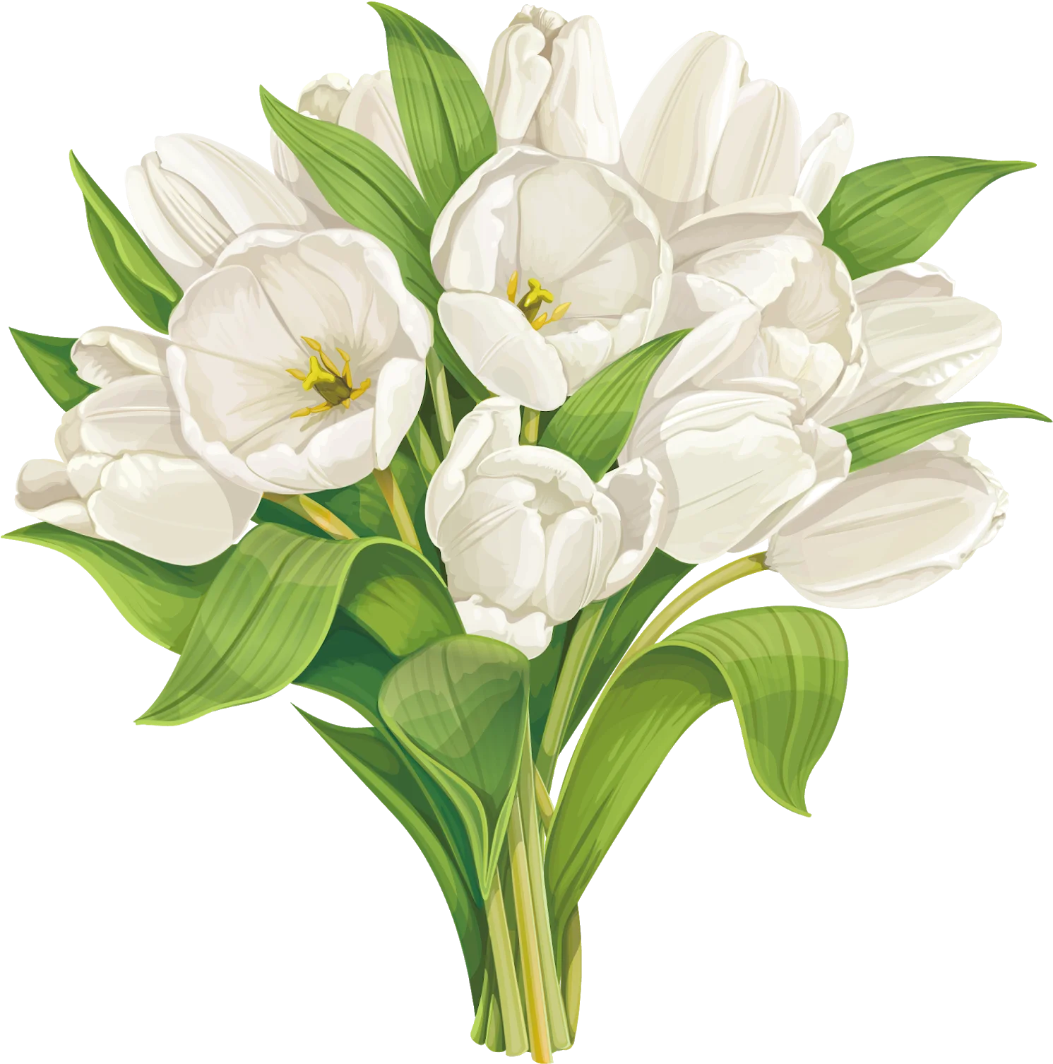Elegant White Tulip Bouquet Clipart - Soft Botanical Illustration with Pristine Petals