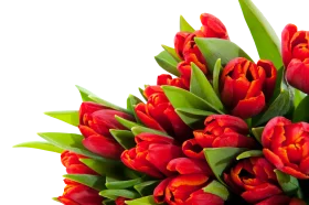 Luscious Red Tulips Clipart - A Burst of Springtime Elegance and Botanical Splendor