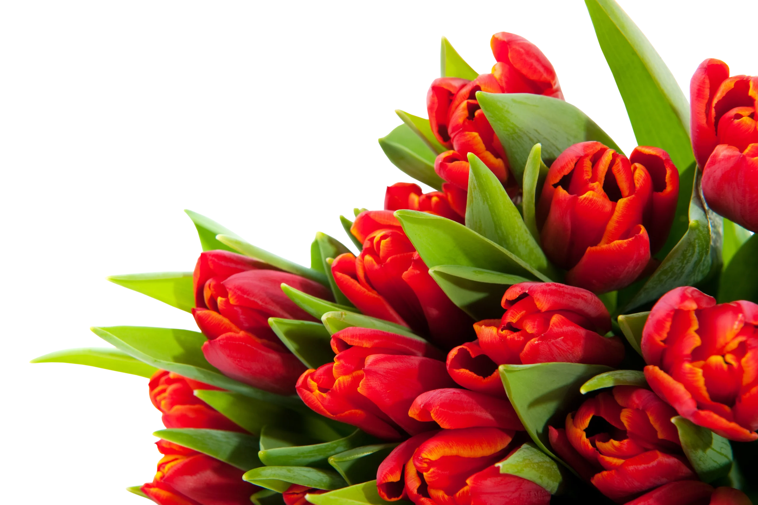 Luscious Red Tulips Clipart - A Burst of Springtime Elegance and Botanical Splendor