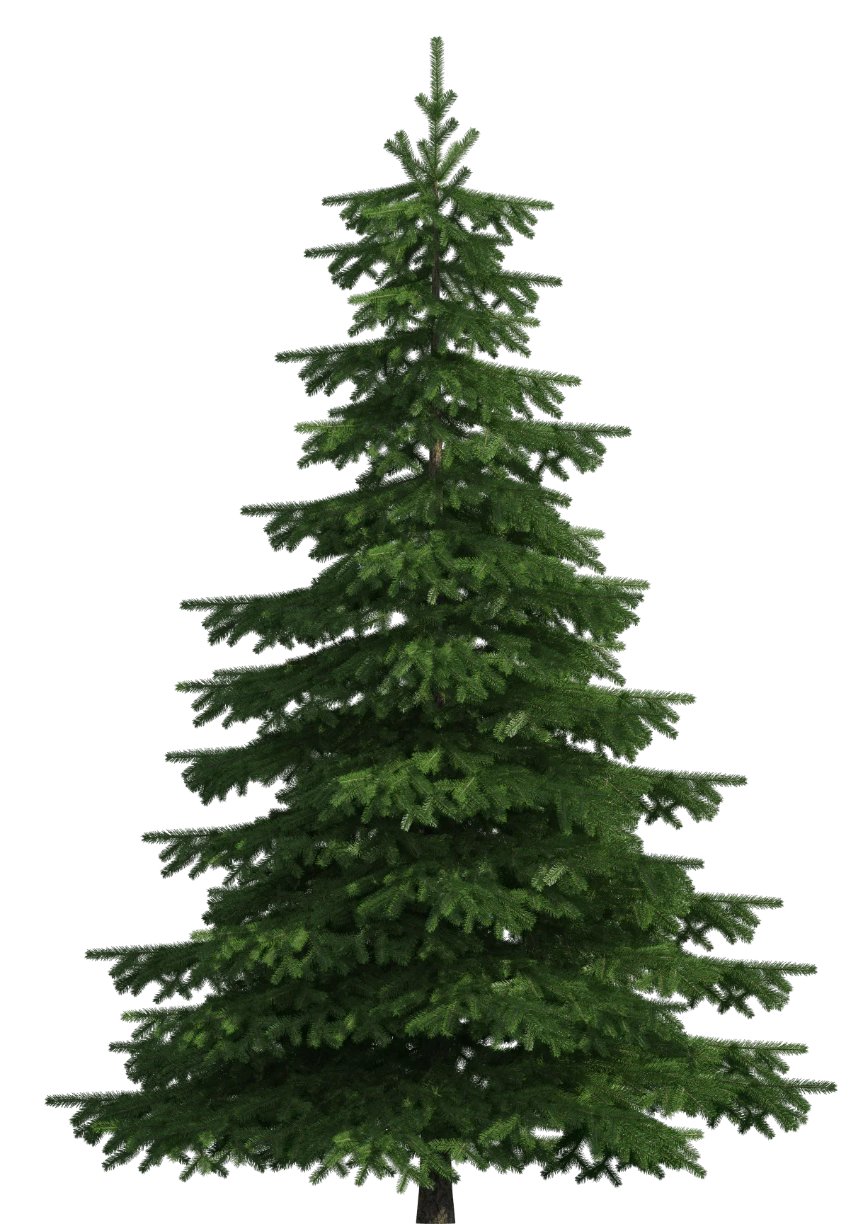 Majestic Evergreen Pine Tree Clipart: A Detailed Woodland Symbol of Resilience