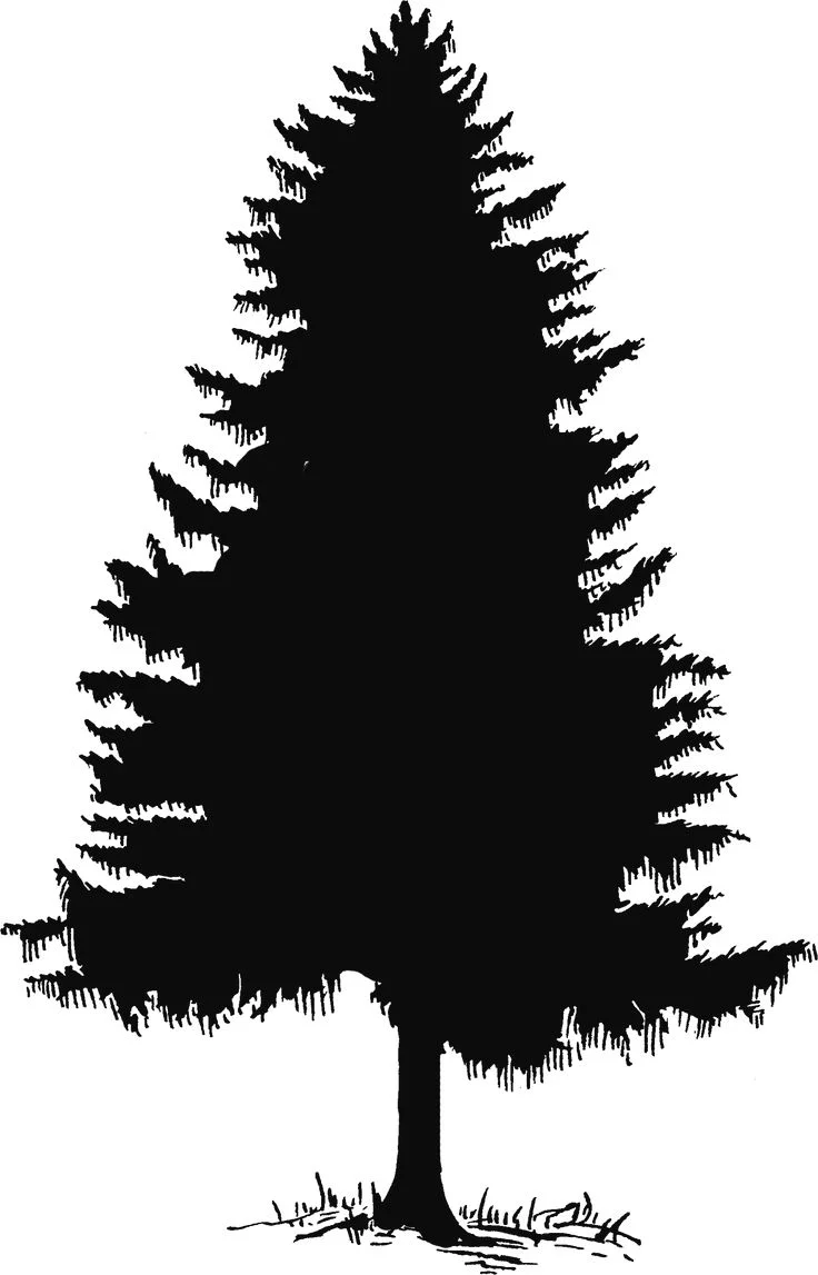 Majestic Evergreen Pine Tree Silhouette Clipart - Nature's Elegant Outline