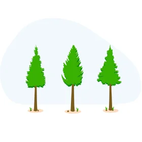 Three Serene Evergreen Pine Trees Minimalist Nature Clipart Design