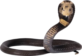 Detailed King Cobra Snake Striking Pose Realistic Wildlife Clipart Illustration