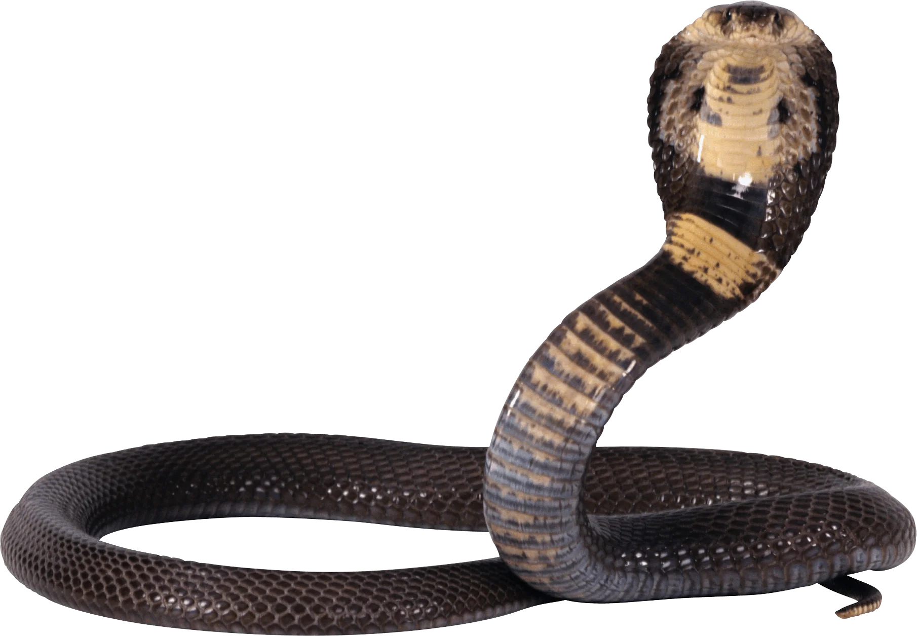 Detailed King Cobra Snake Striking Pose Realistic Wildlife Clipart Illustration