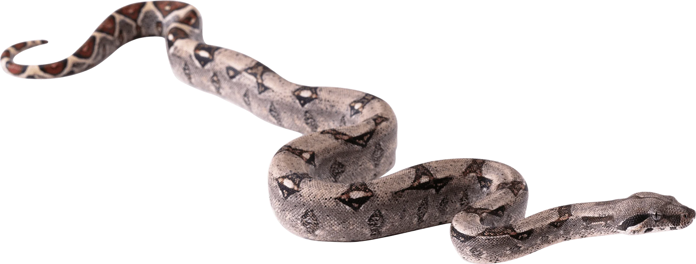 Detailed Monochrome Snake Clipart Illustration of Sinuous Reptilian Form