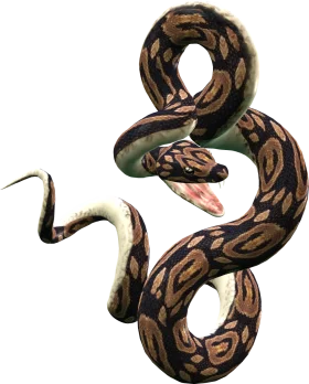 Intricate Coiled Ball Python Snake Realistic Digital Clipart Illustration
