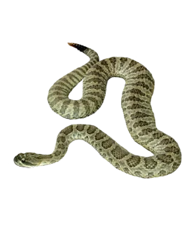 Realistic Serpentine Curves: Detailed Snake Clipart with Textured Scale Pattern