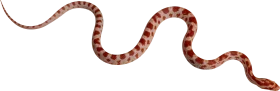 Sinuous Serpent Clipart: Elegant Curved Snake Illustration with Subtle Pattern
