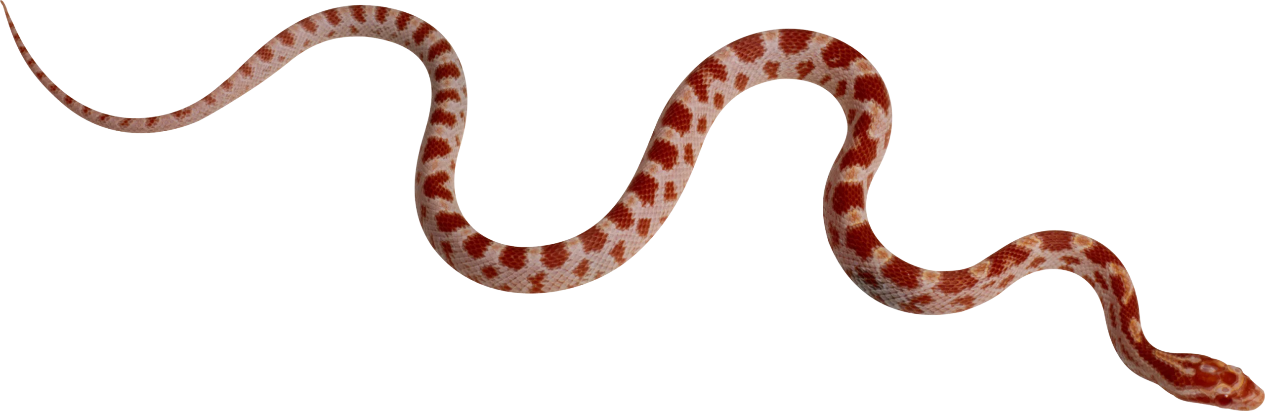 Sinuous Serpent Clipart: Elegant Curved Snake Illustration with Subtle Pattern