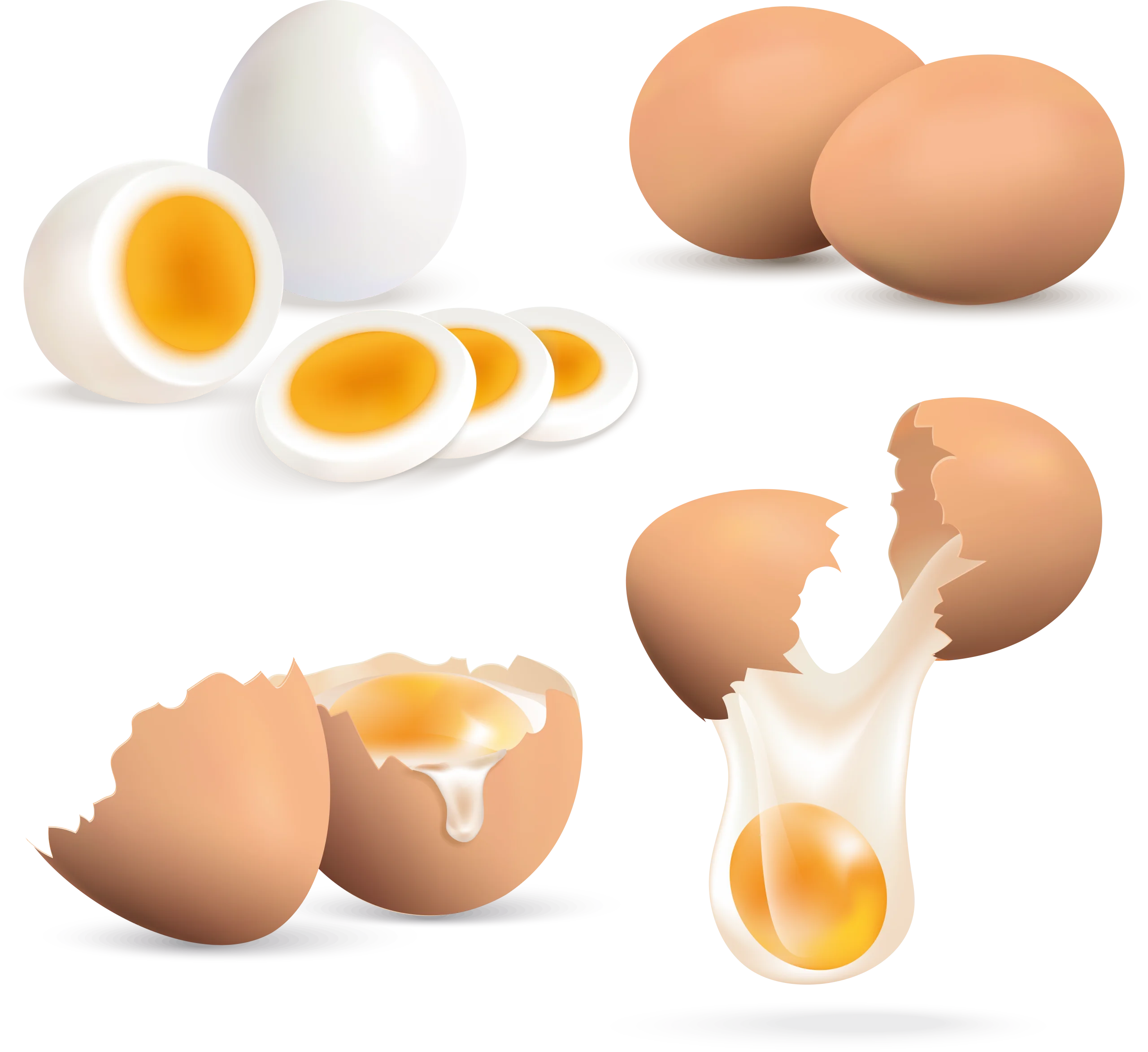 Realistic Egg Clipart Collection: Whole, Cracked, and Sliced Eggs in Detailed Illustration