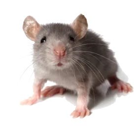 Adorable Gray Mouse Clipart: Cute Whiskered Rodent in Charming Pose