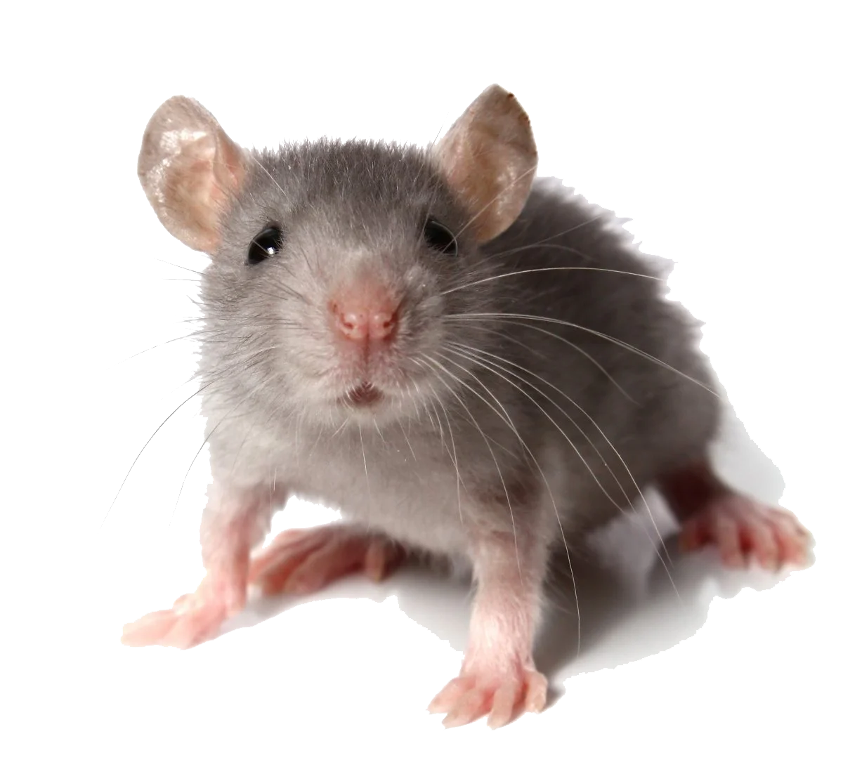 Adorable Gray Mouse Clipart: Cute Whiskered Rodent in Charming Pose