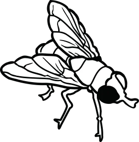 Black and White Detailed Fly Clipart Illustration with Intricate Wing Patterns