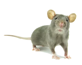 Charming Gray Laboratory Rat Clipart Illustration on Clean White Background