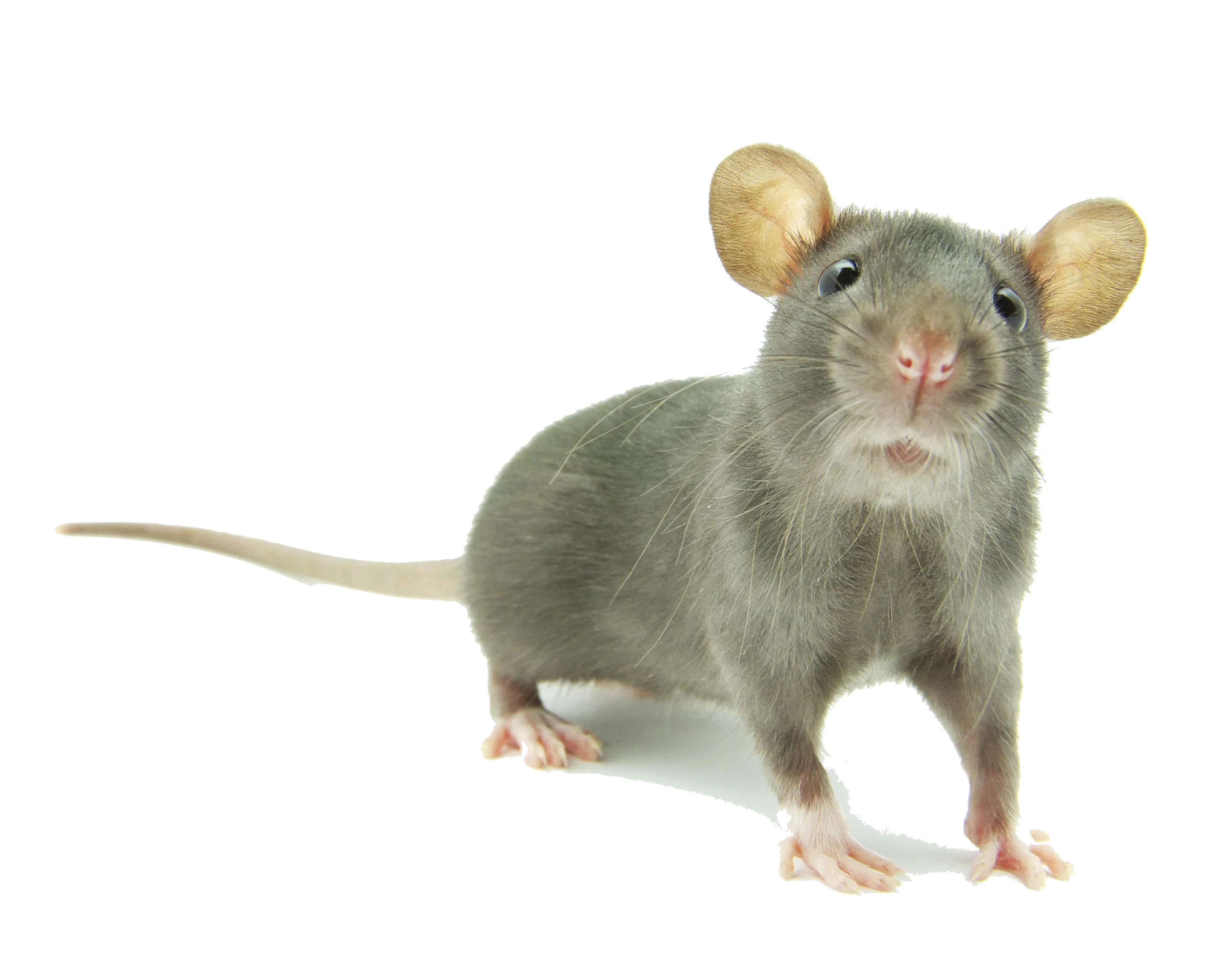 Charming Gray Laboratory Rat Clipart Illustration on Clean White Background