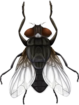 Detailed Anatomical Illustration of Housefly Clipart with Intricate Wing Structures