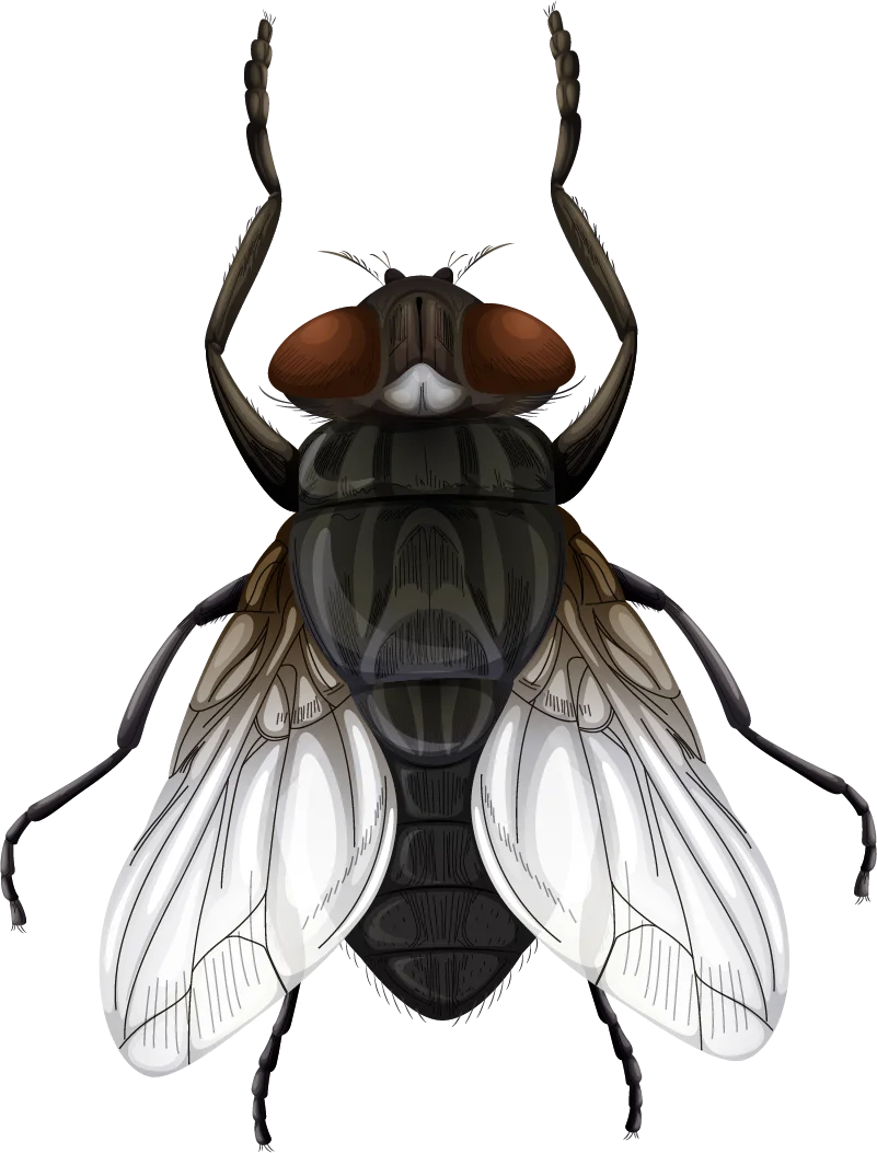 Detailed Anatomical Illustration of Housefly Clipart with Intricate Wing Structures