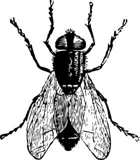 Detailed Black and White Fly Insect Vintage Clipart Illustration with Intricate Linework
