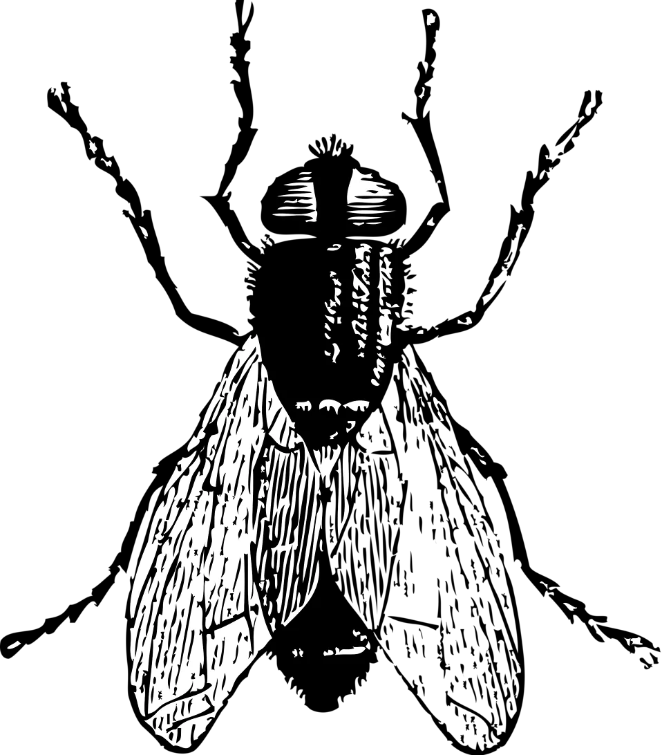 Detailed Black and White Fly Insect Vintage Clipart Illustration with Intricate Linework