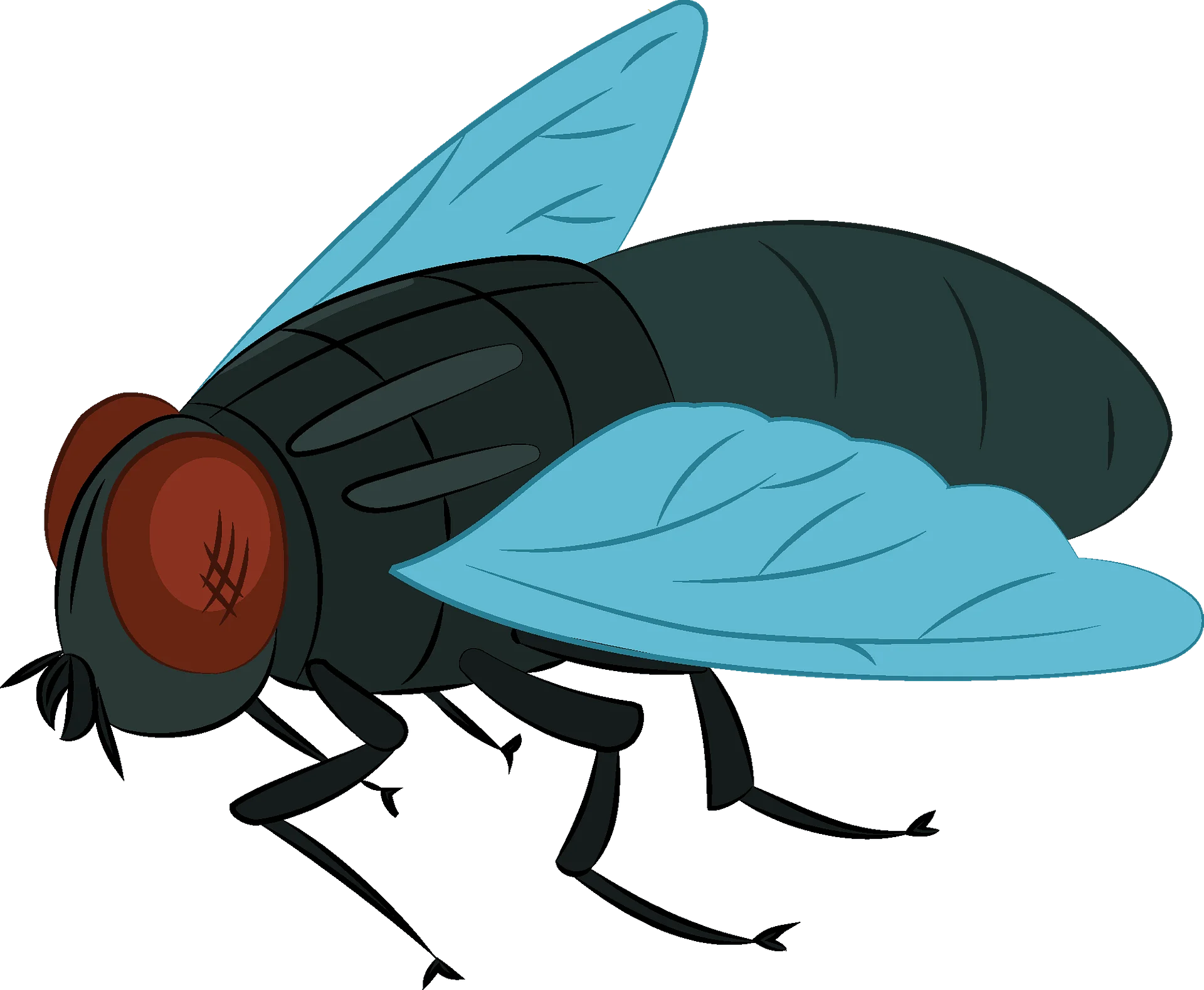 Detailed Cartoon Blue and Black Fly Clipart Illustration with Realistic Anatomy