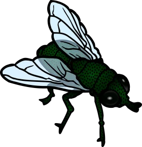 Detailed Green and Black Fly Clipart Illustration with Translucent Wings