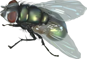 Detailed Macro Illustration of Green Bottle Fly Clipart with Translucent Wings