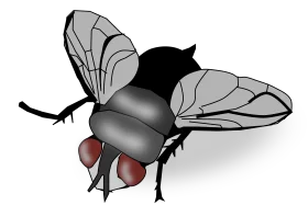 Detailed Monochromatic Fly Clipart with Intricate Wing and Body Texture
