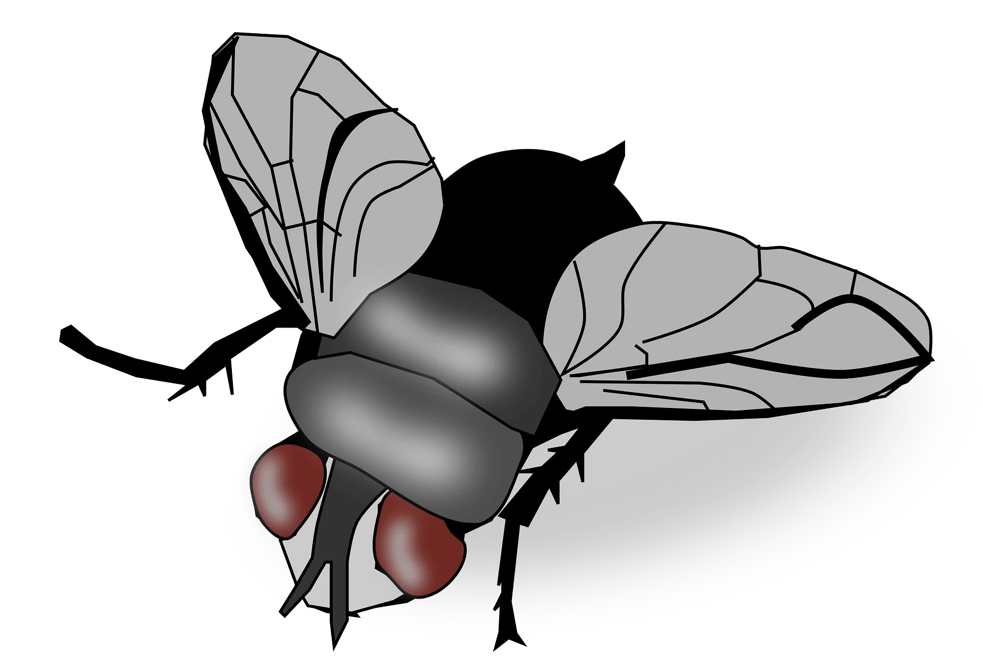 Detailed Monochromatic Fly Clipart with Intricate Wing and Body Texture