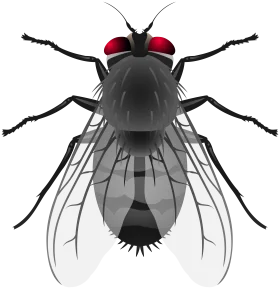 Detailed Monochromatic House Fly Clipart with Intricate Anatomical Rendering