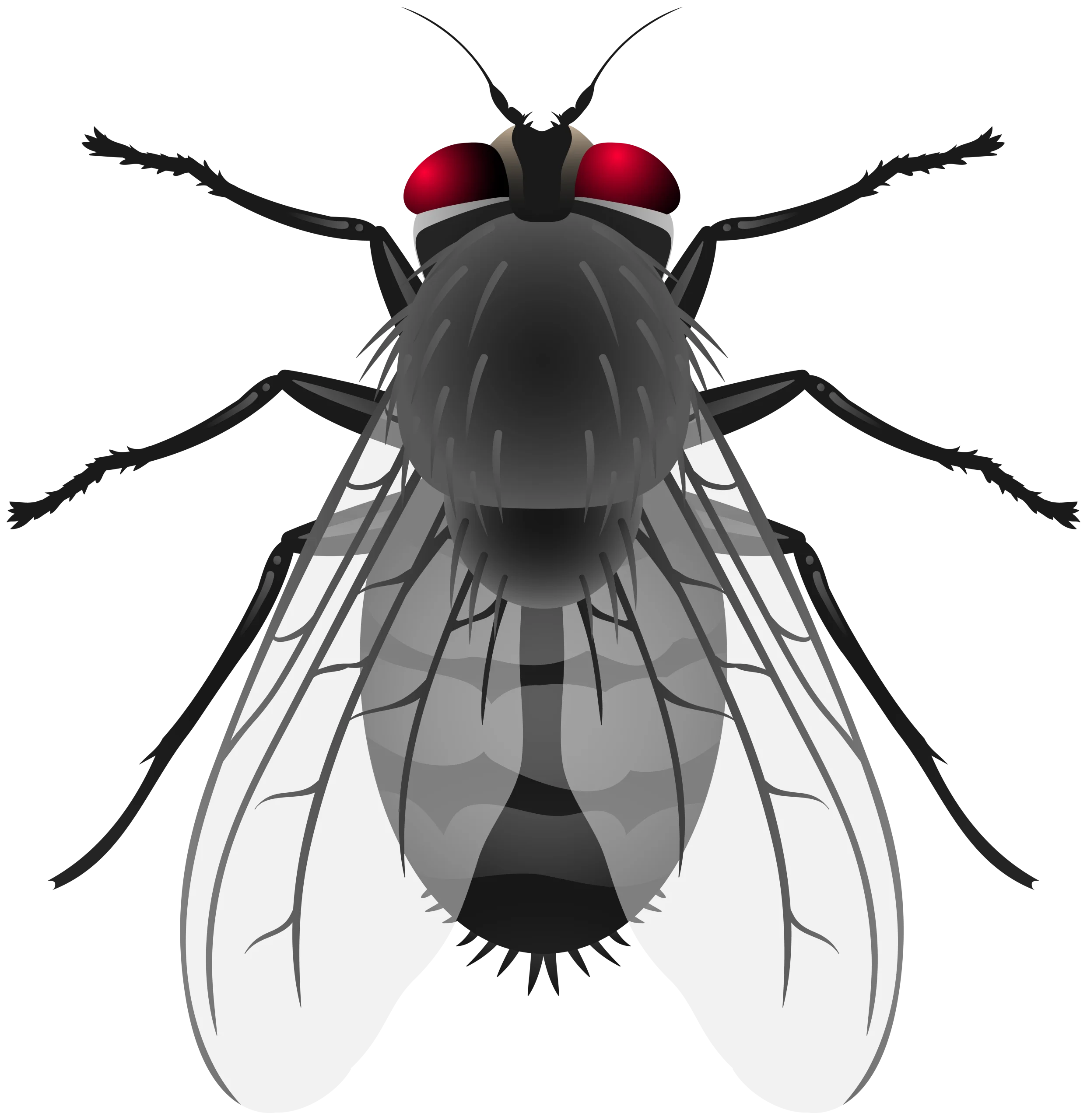 Detailed Monochromatic House Fly Clipart with Intricate Anatomical Rendering