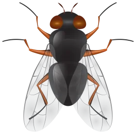 Detailed Scientific Illustration of Housefly Clipart with Precise Anatomical Details