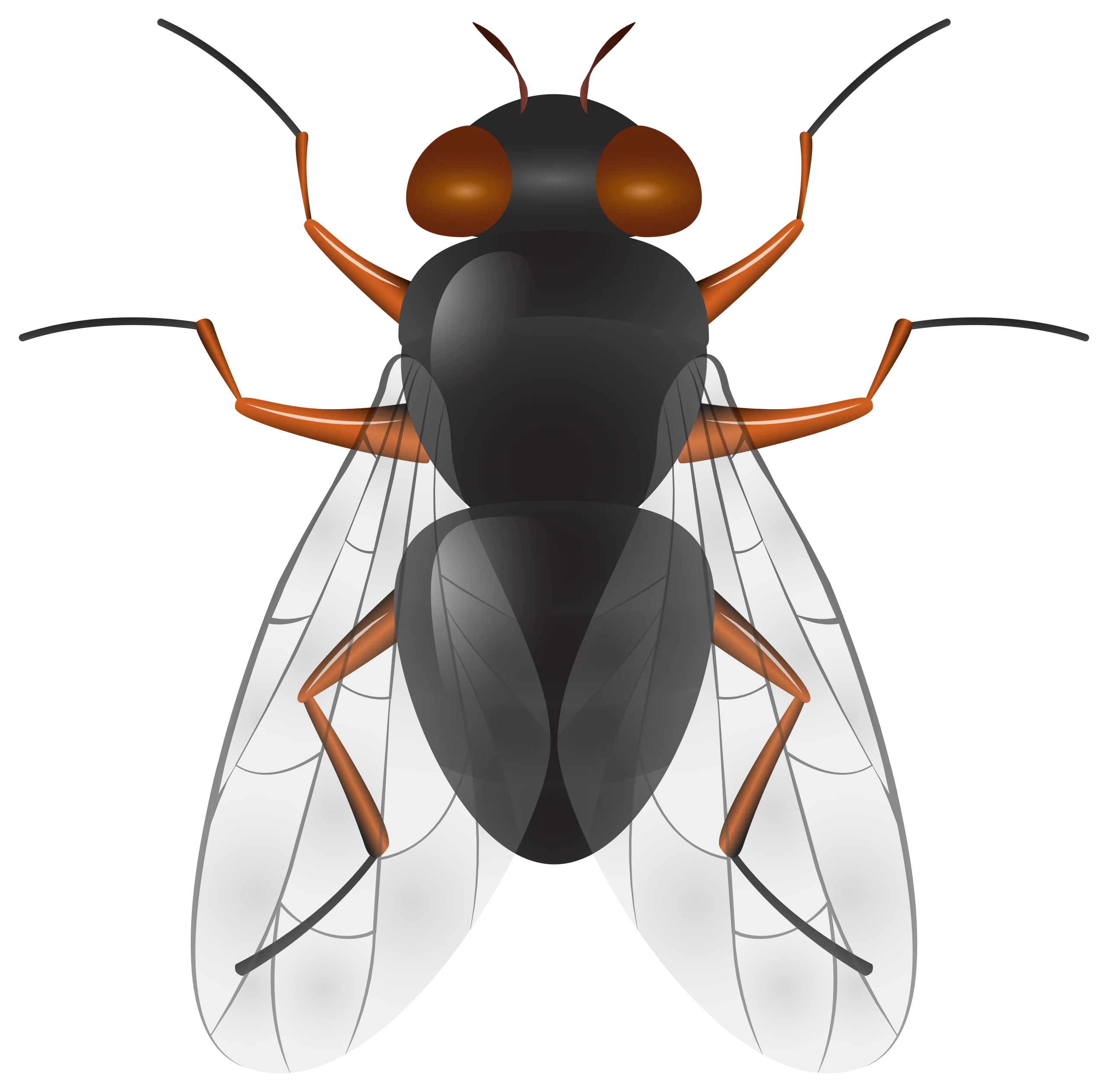 Detailed Scientific Illustration of Housefly Clipart with Precise Anatomical Details