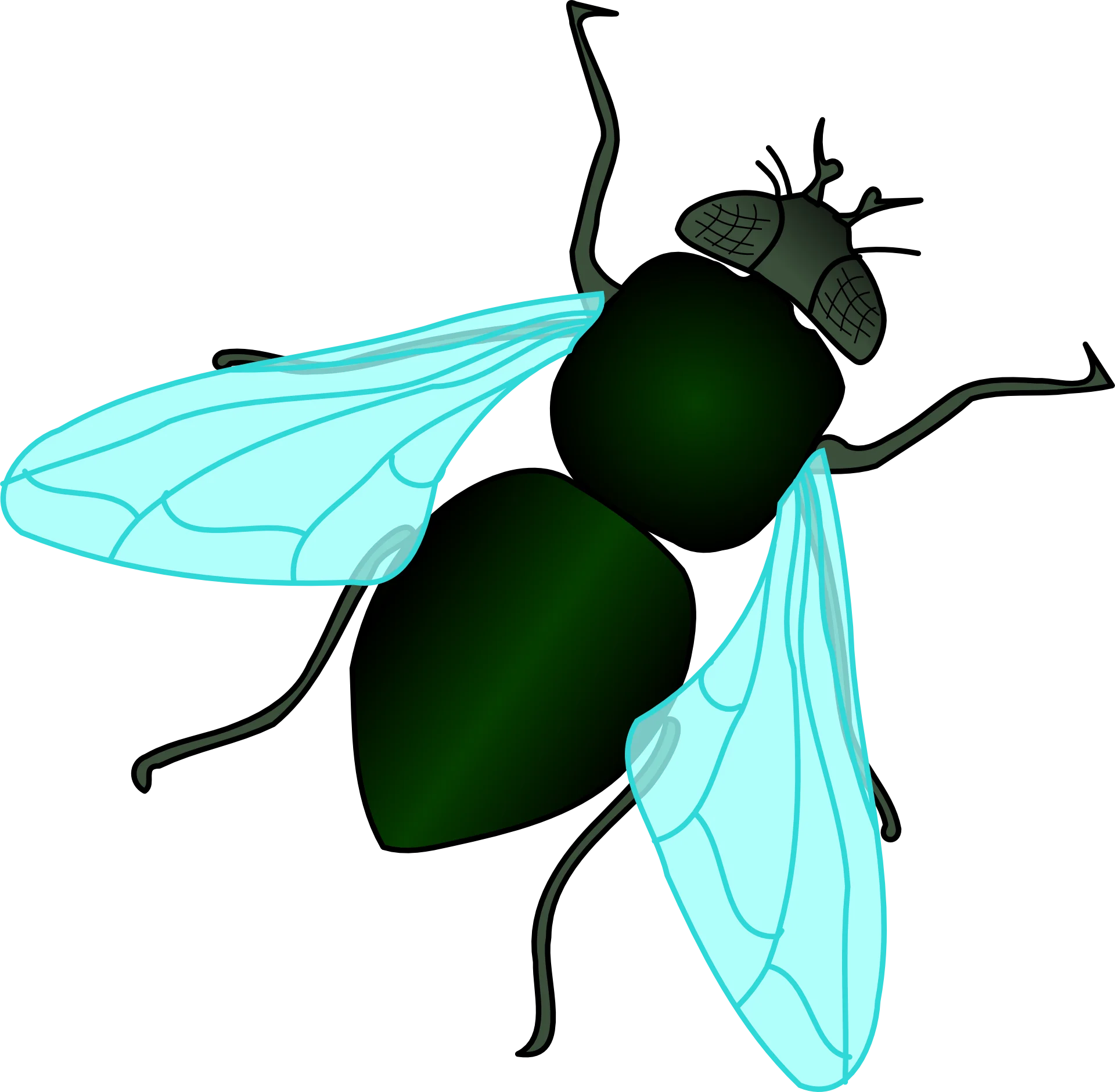 Detailed Teal and Green Fly Clipart Illustration with Translucent Wings