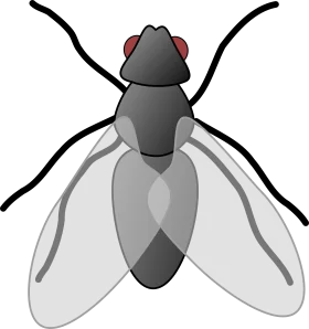 Minimalist Grayscale Fly Clipart with Translucent Detailed Wing Design