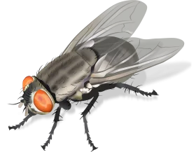 Realistic Detailed Housefly Clipart with Translucent Wings and Compound Eyes