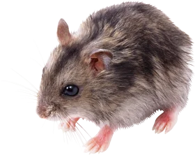 Detailed Gray Furry Mouse Clipart Illustration with Soft Textured Fur