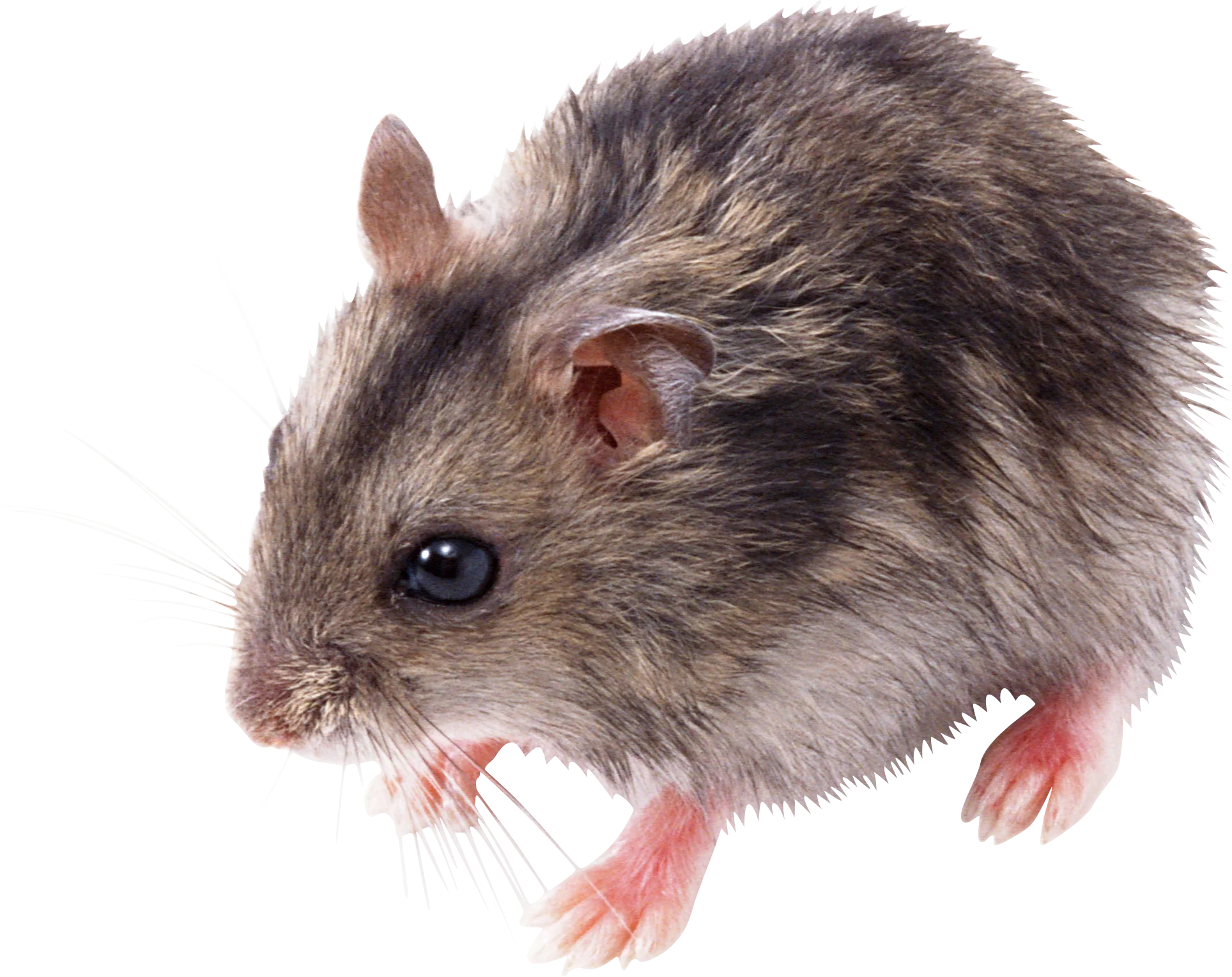 Detailed Gray Furry Mouse Clipart Illustration with Soft Textured Fur