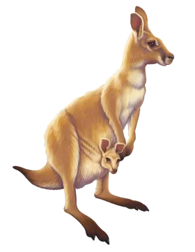 Gentle Ochre Kangaroo Clipart with Joey Nestled in Pouch Illustration