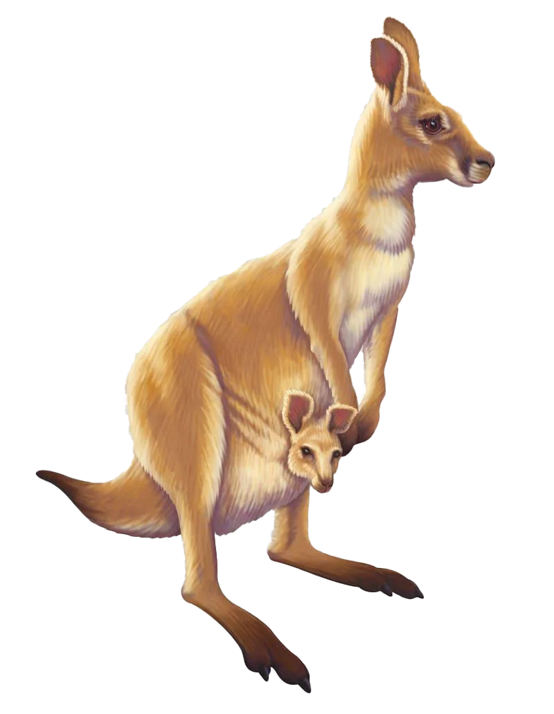 Gentle Ochre Kangaroo Clipart with Joey Nestled in Pouch Illustration