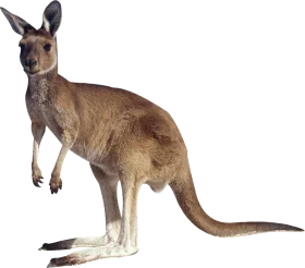 Realistic Brown Kangaroo Isolated Clipart Illustration on White Background